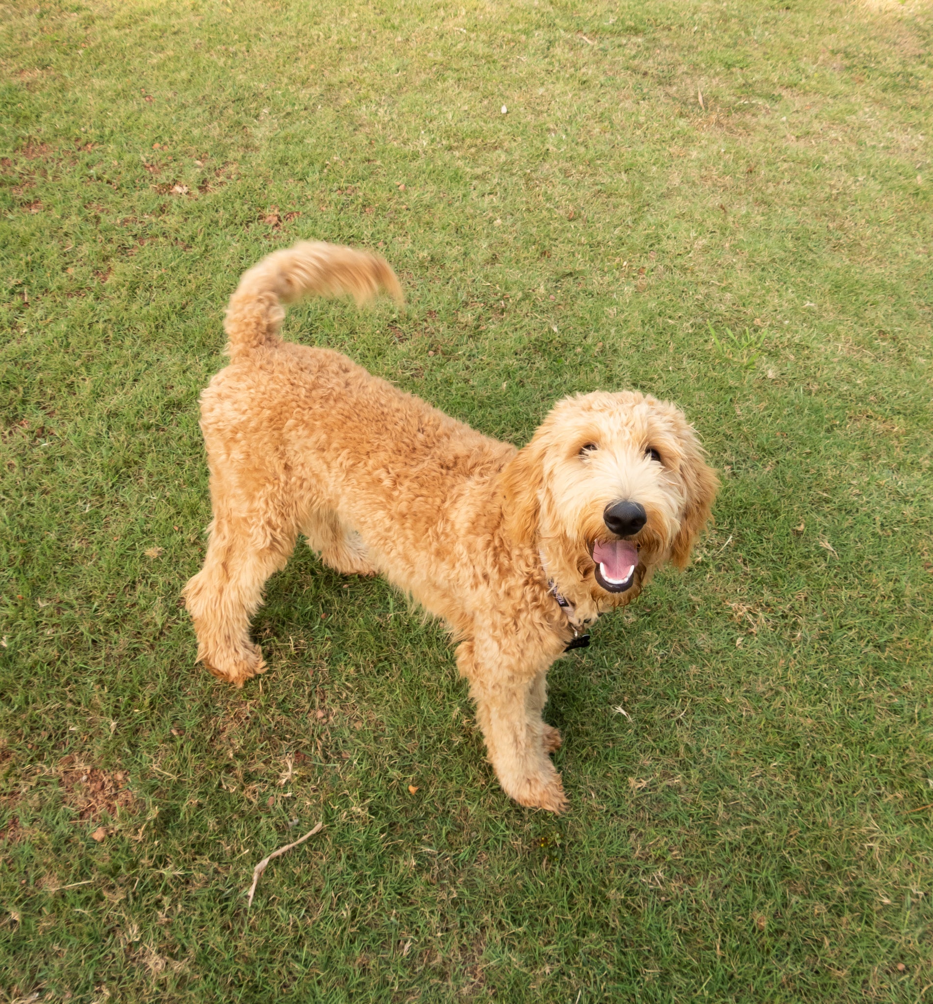 Dog wagging its tail and walking on the grass